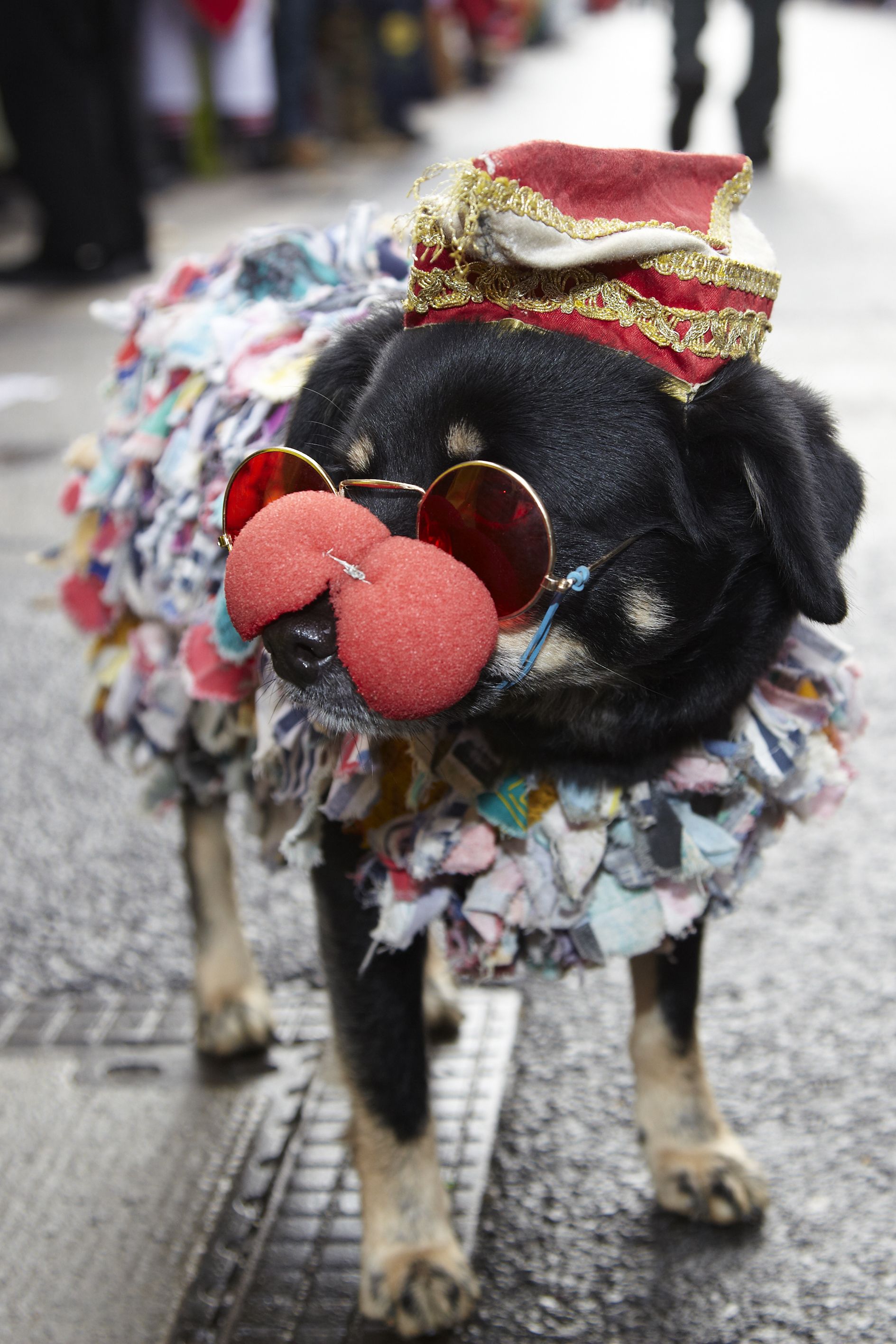 Dieter Jacobi, Köln Tourismus GmbH, Ein verkleideter Hund im Kölner Karneval