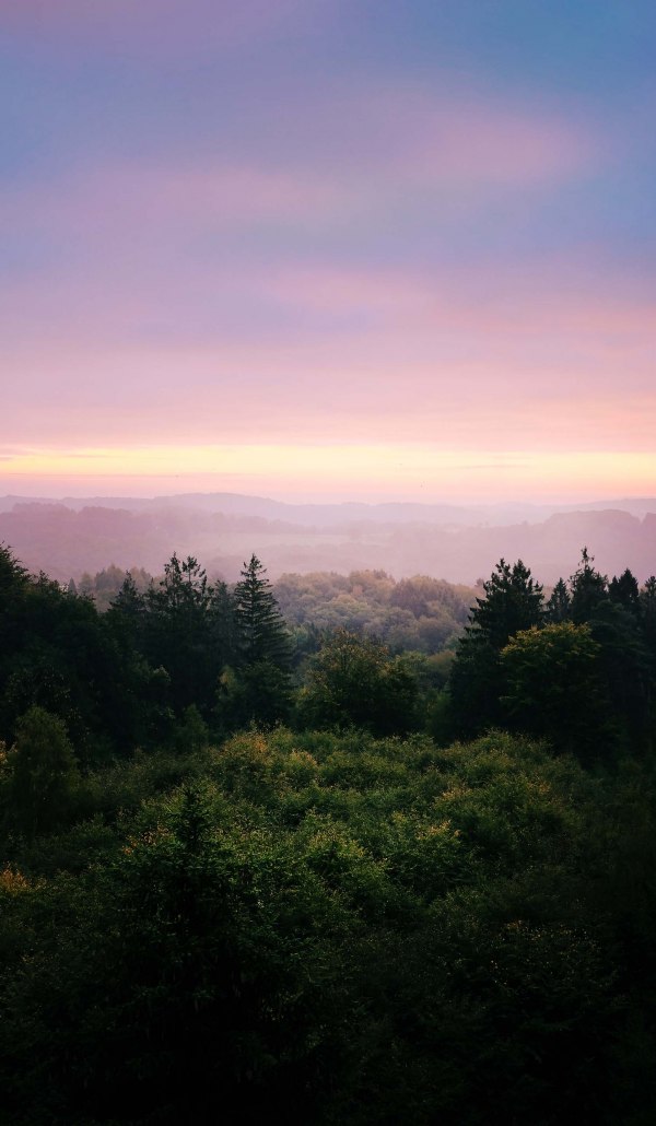 Blick auf den Wald bei Sonnenuntergang im Panarbora im Bergischen Land, © Tourismus NRW e.V.
