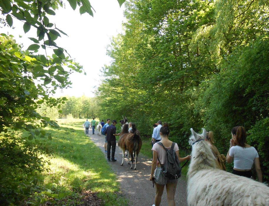 Der Tag beginnt mit einer entspannenden Lamawanderung im Gesundheitspark Nienhausen