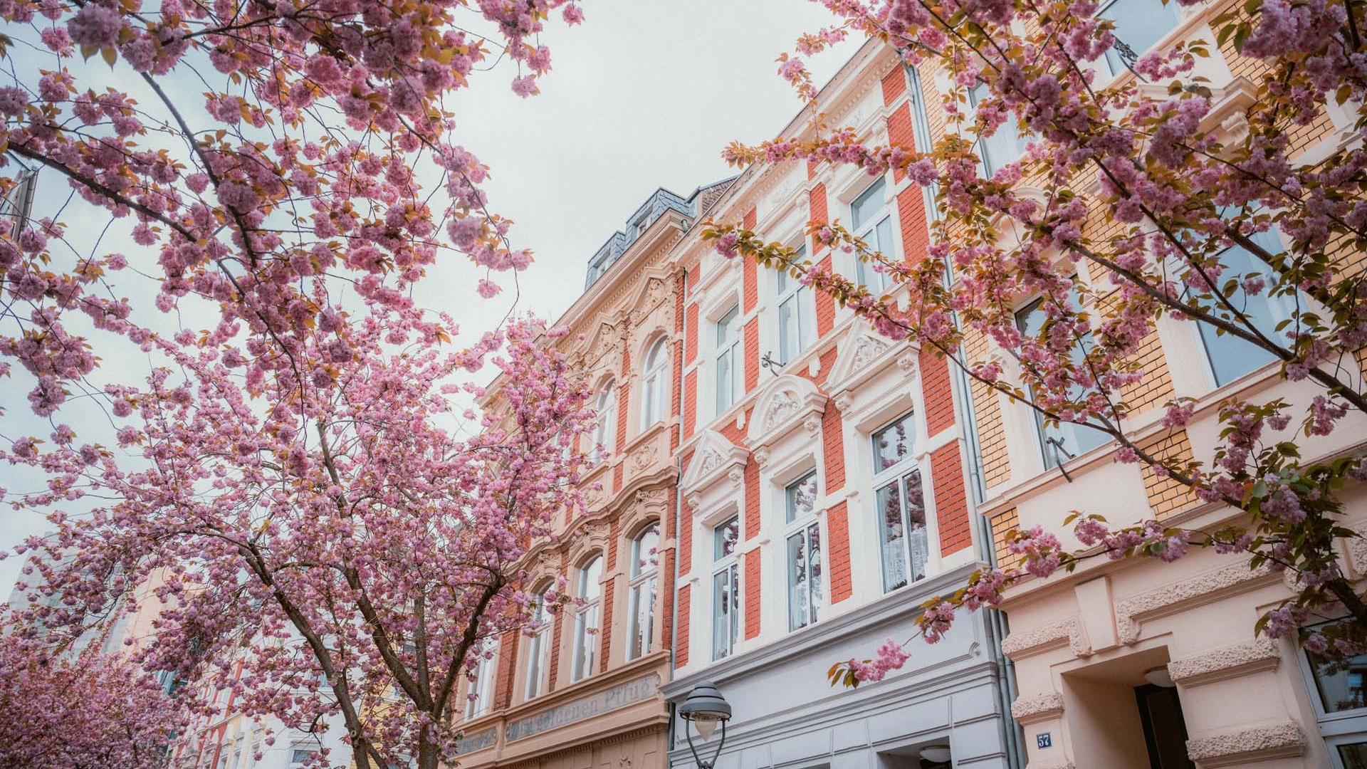 Kirschblüte in Bonn, © Johannes Höhn