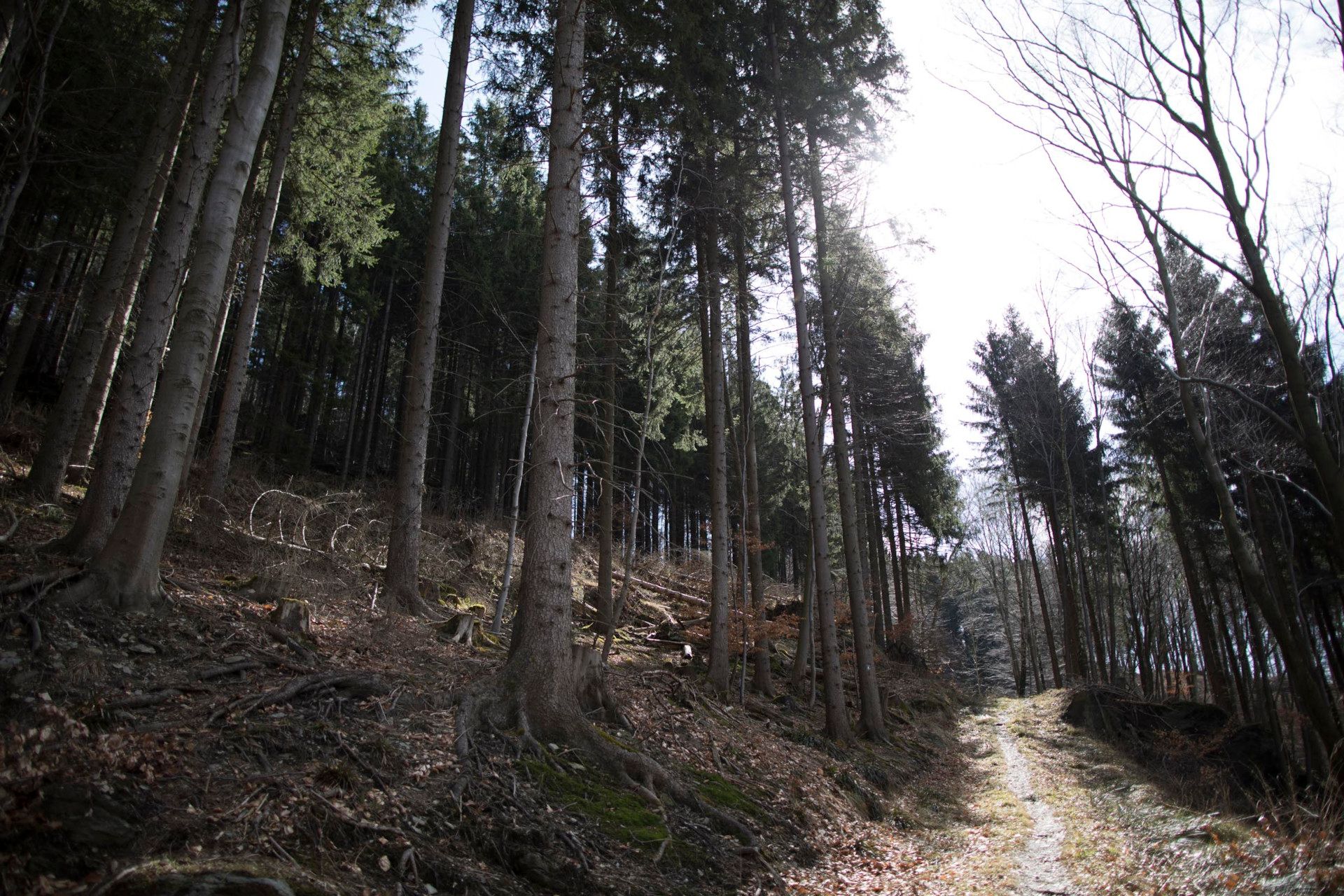 Wald im Sauerland