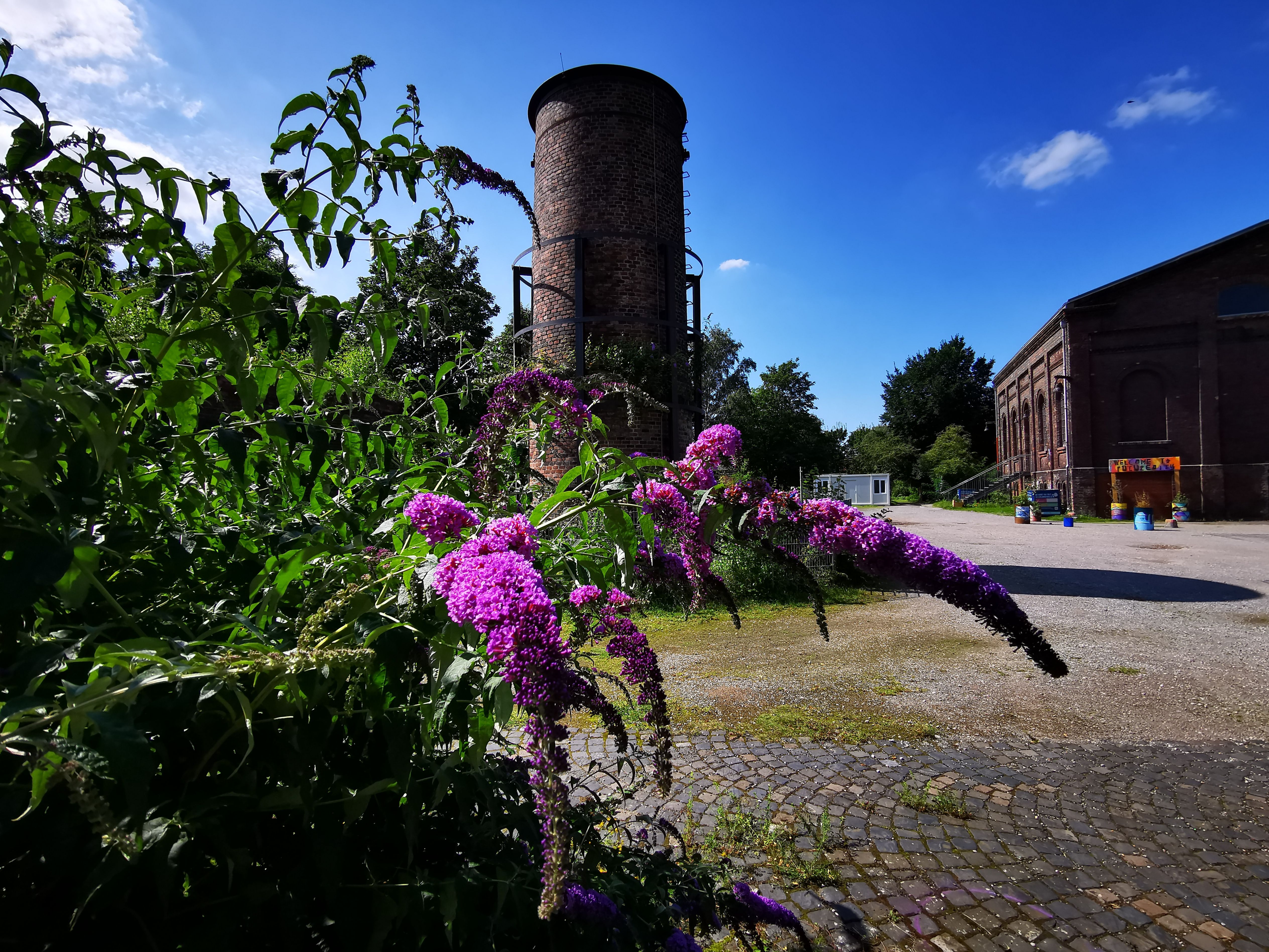 Busch mit lila Blüte vor Backsteingebäuden