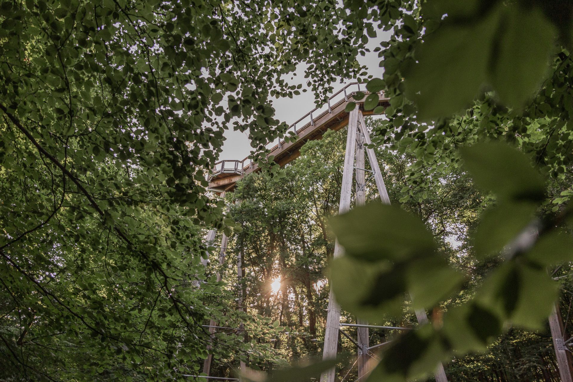 Froschperspektive auf den Baumwipfelpfad Panarbora