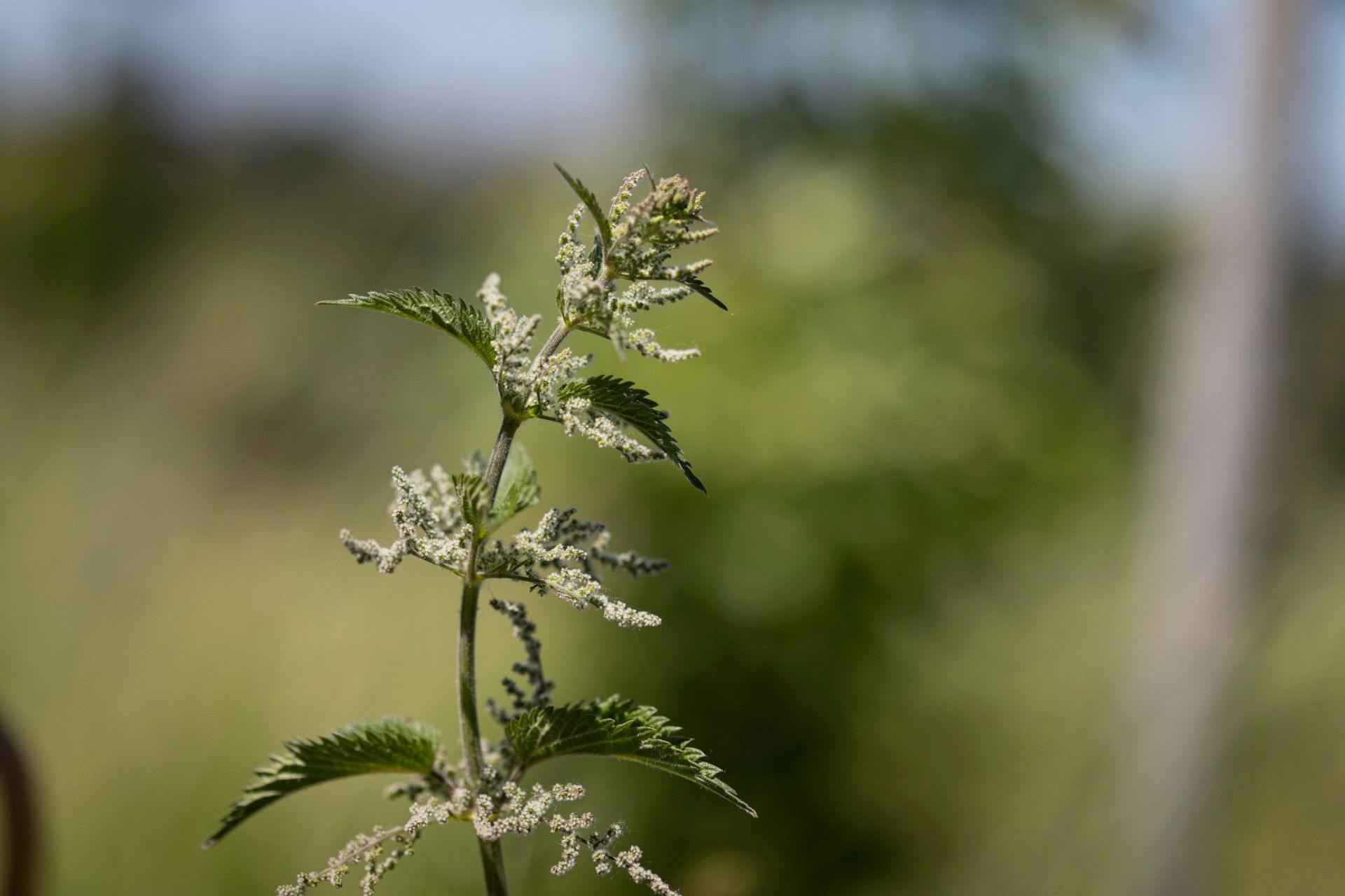 Wildkräuter, Bergisches Land