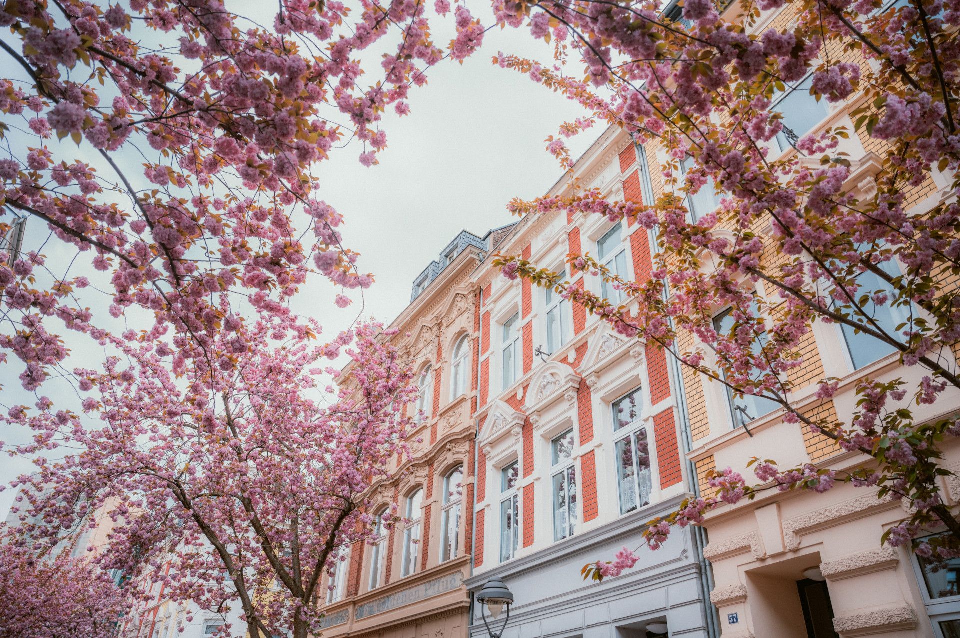 Kirschblüte in Bonn