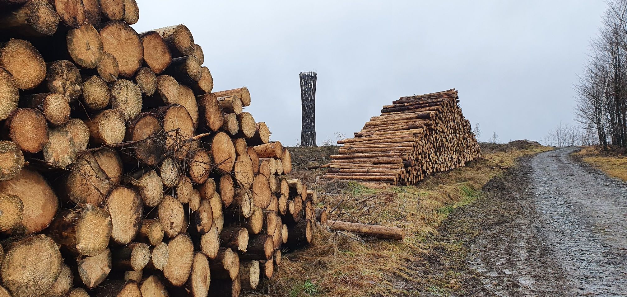 Holz am Wegesrand Lörmecketurm