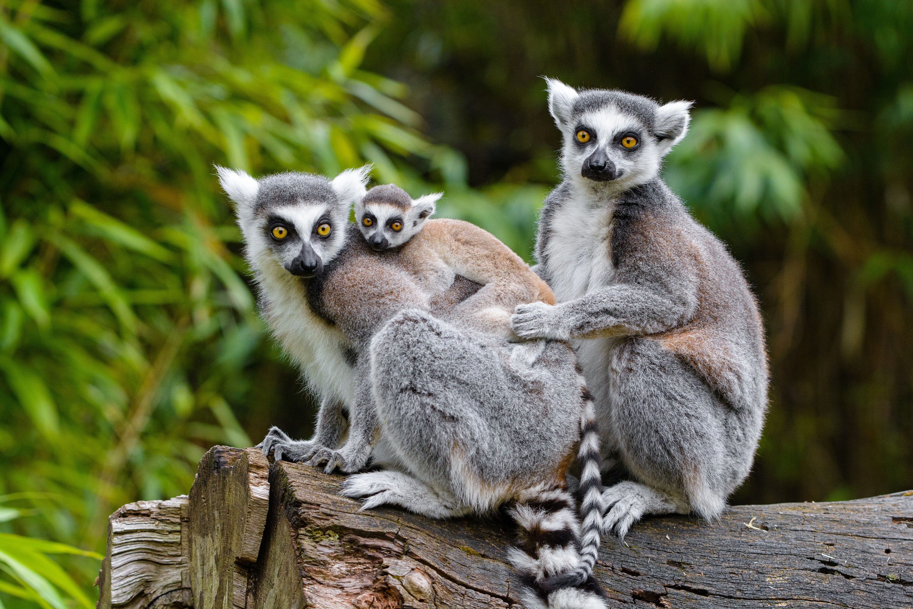 Kattafamilie im Duisburger Zoo