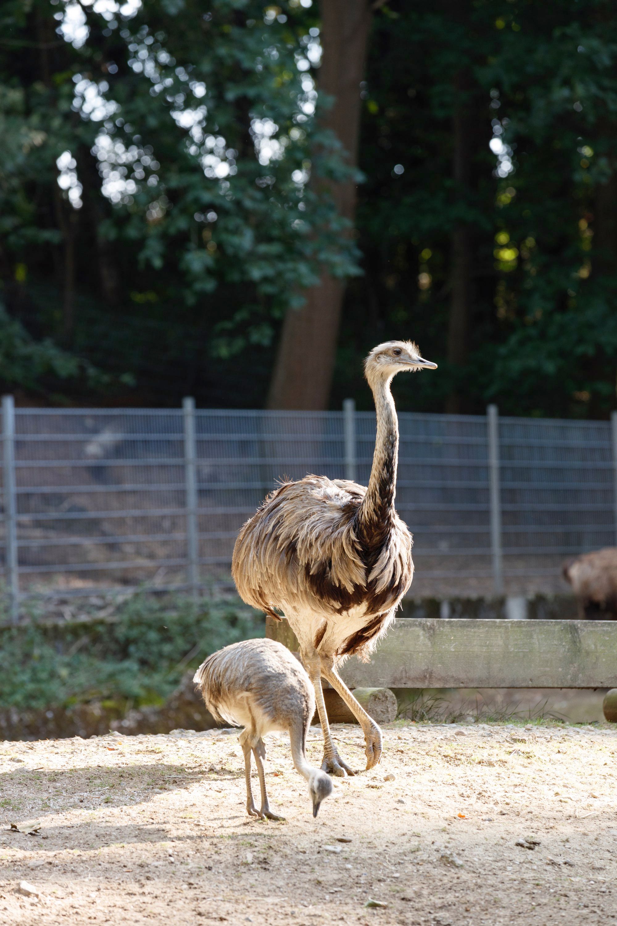 Straußenvögel im Tierpark Alsdorf