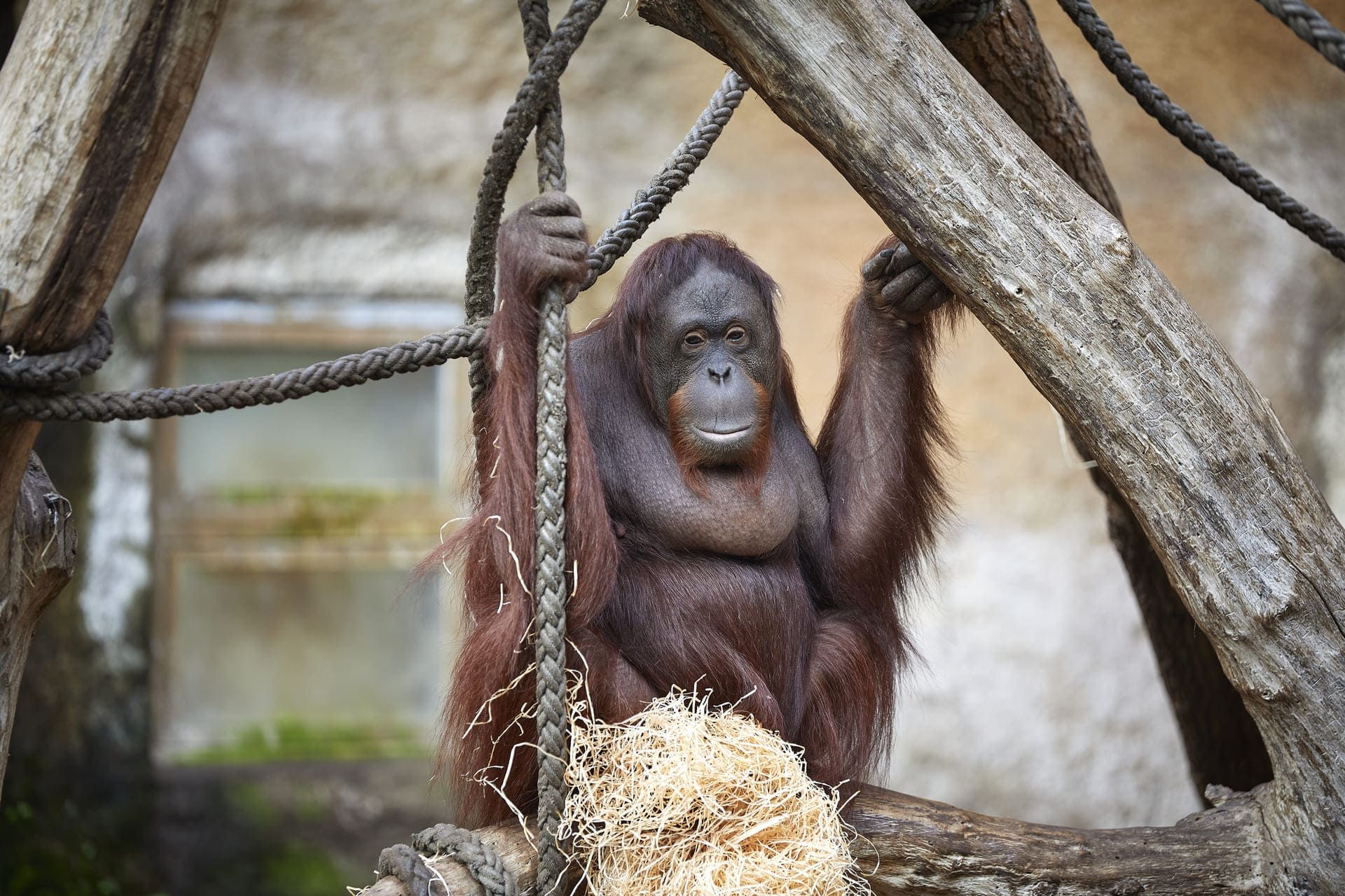 Orang Utan im Allwetterzoo Münster