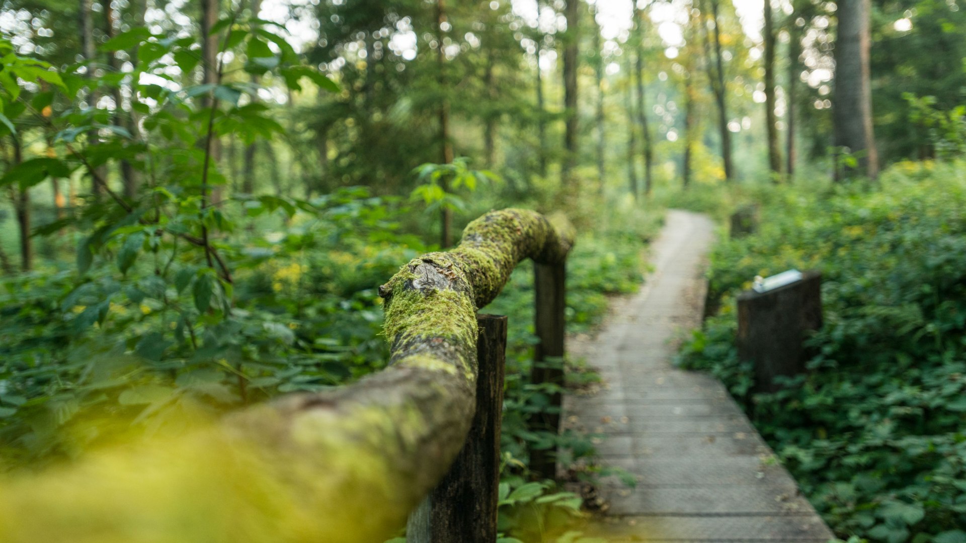 Walderlebnispfad Siegquelle: ein Holzsteg führt durch den Wald, © Dominik Ketz, Tourismus NRW e.V.