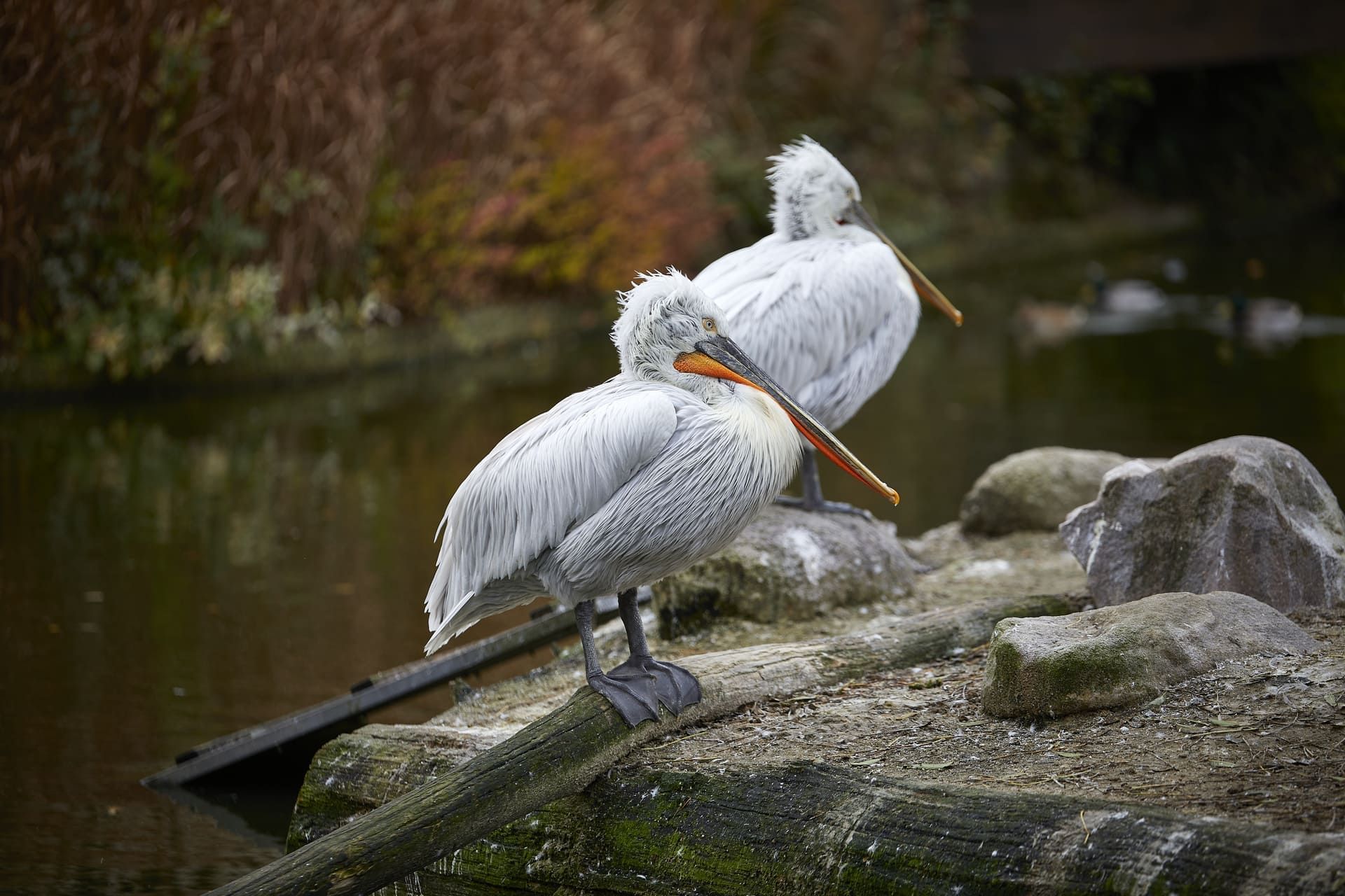 Pelikane im Allwetterzoo Münster