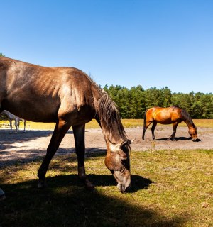 Senner Pferde im Naturschutzgebiet Moosheide, © Tourismus NRW e.V.