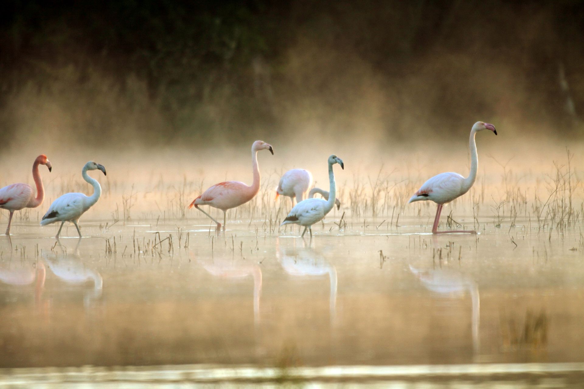 Flamingos Biologische Station Zwillbrocker Venn Münsterland