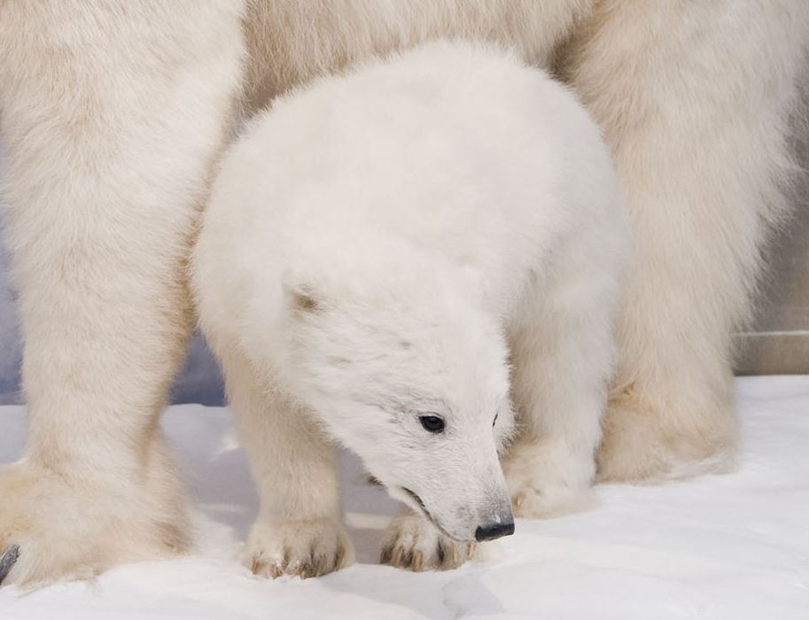 Auch Eisbären haben ihren festen Platz im Museum Koenig Bonn