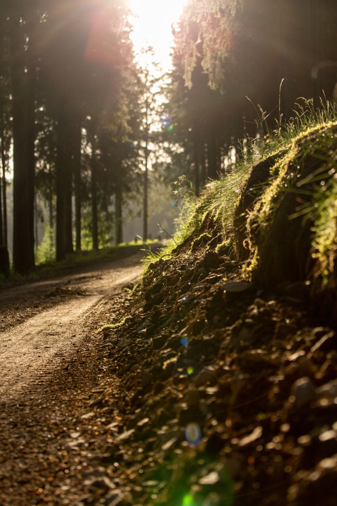 Ein Weg führt durch lichten Wald