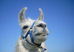 Entspannungsexperte Lama Dancer geniesst den blauen Himmel und Sonnenschein unterwegs bei einer XL-Lamawanderung, © Prachtlamas