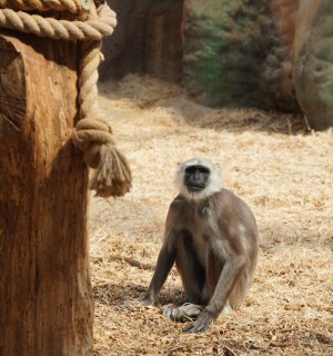 Verschiedene Affenarten leben neben anderen Tieren in der Zoom Erlebniswelt in Gelsenkirchen, © Jule Wagner