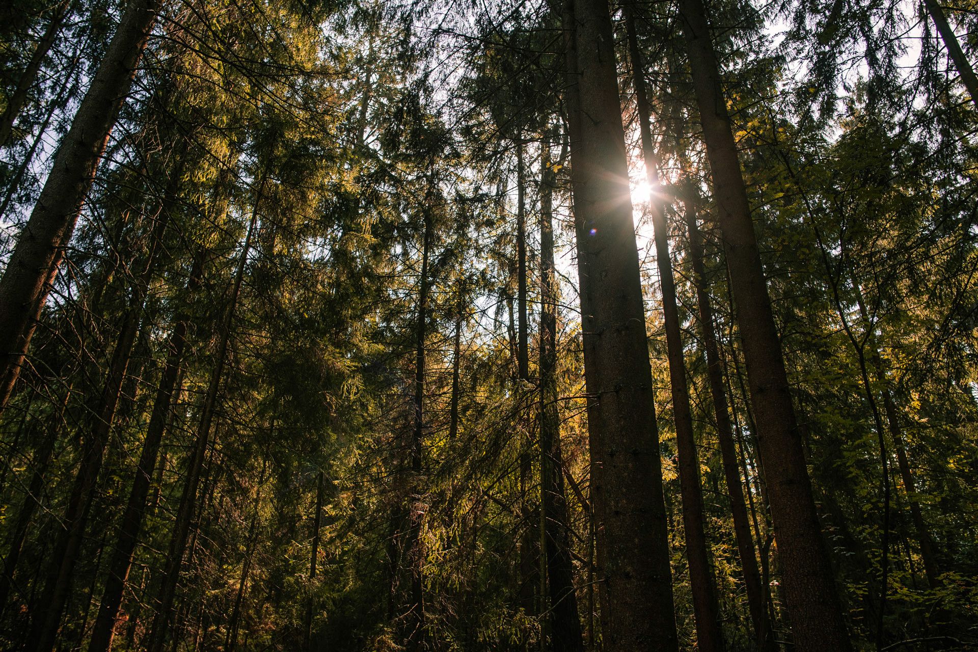 Teutoburger Wald