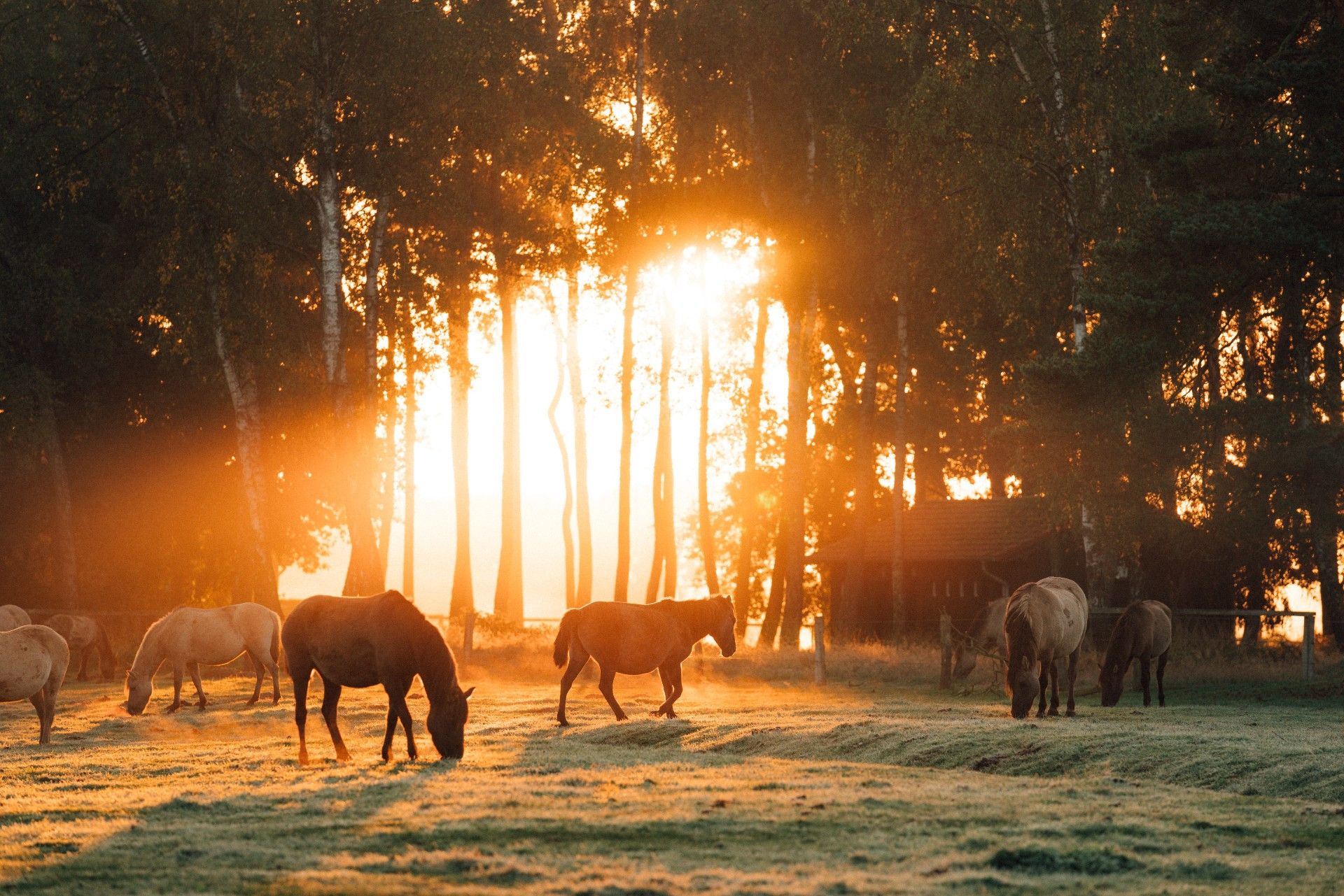 Wildpferde auf Weide im Münsterland