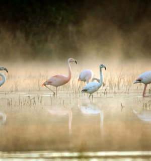 Flamingos im Zwillbrocker Venn, © Biologische Station Zwillbrock