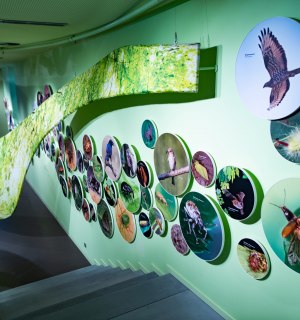 Die Ausstellung &quot;Wildnis(t)träume&quot; ist im Nationalpark-Zentrum Eifel beheimatet., © Tourismus NRW e.V.