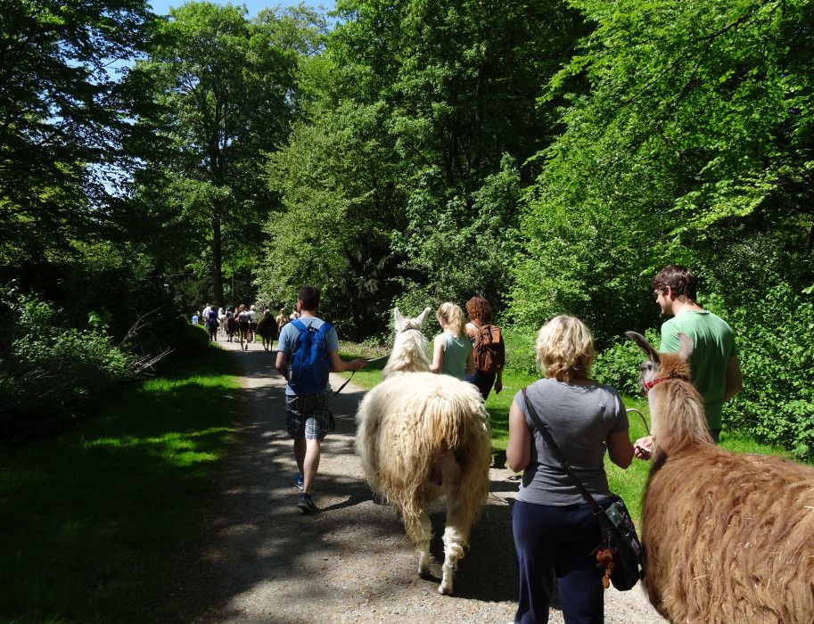 Abwechslungsreiche Naturlandschaften beim Lama-Trekking im Ruhrgebiet