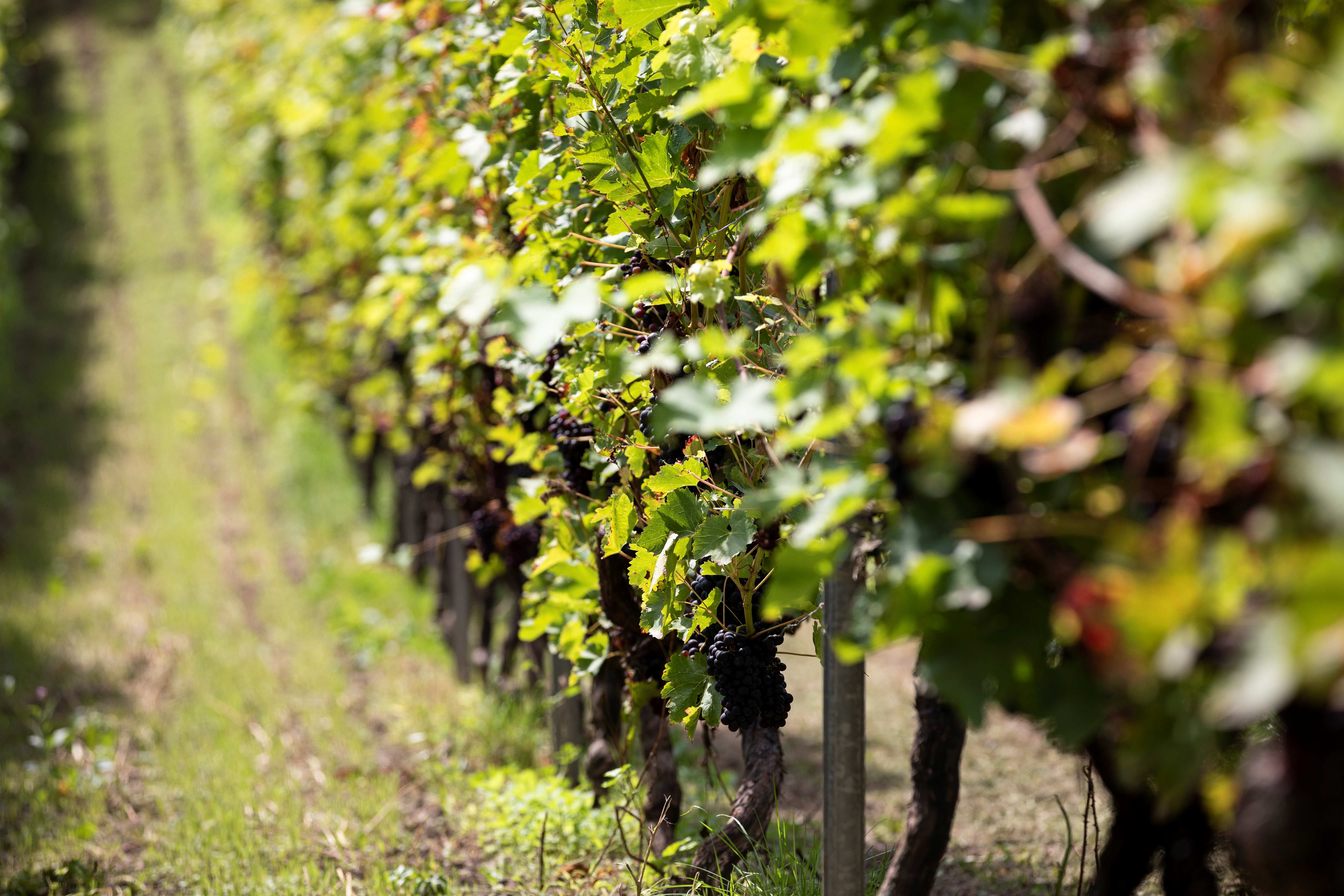 Weinreben am Hang Siebengebirge