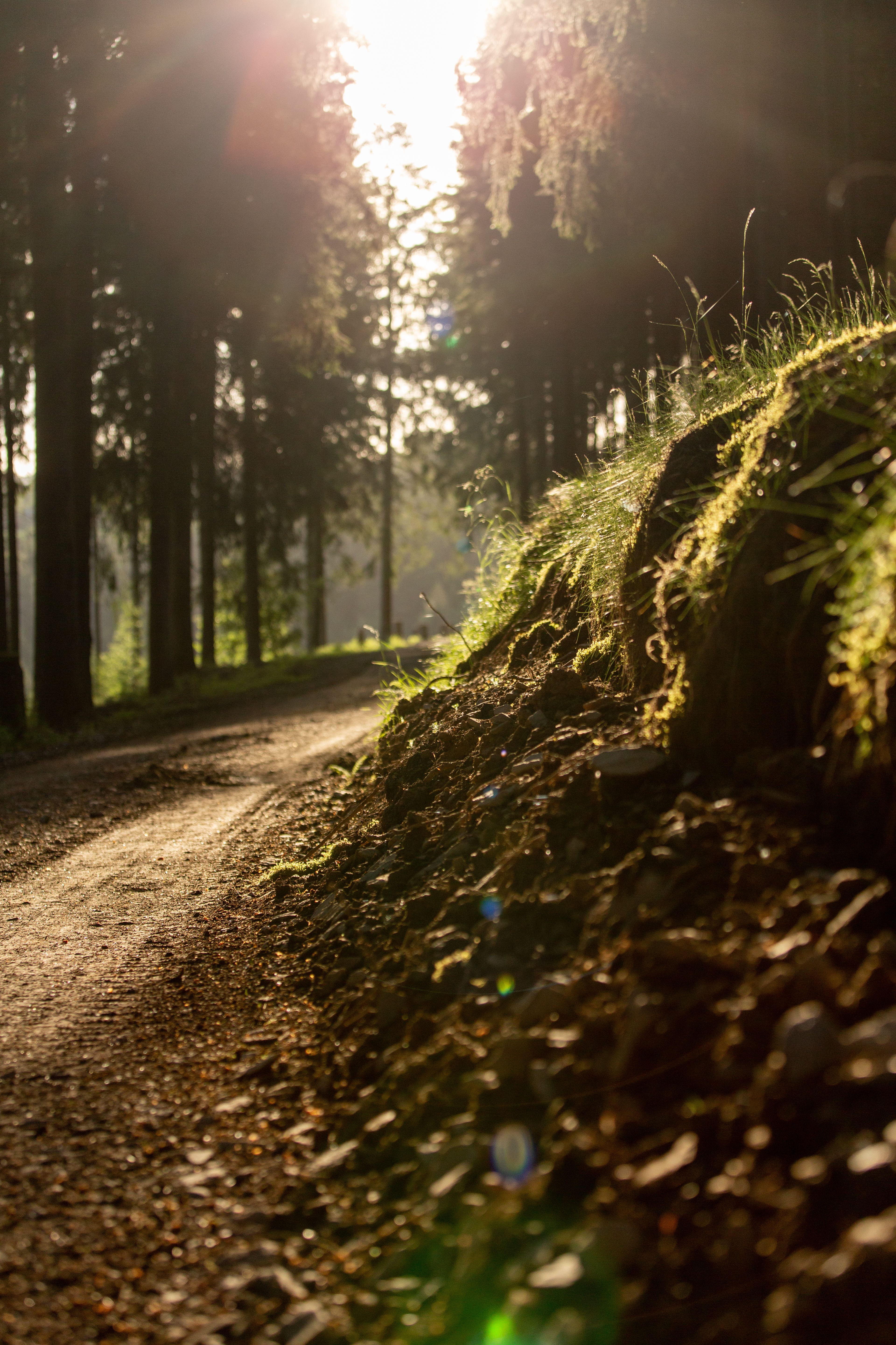 Ein Wanderpfad zwischen hohen Bäumen am Rothaarsteig