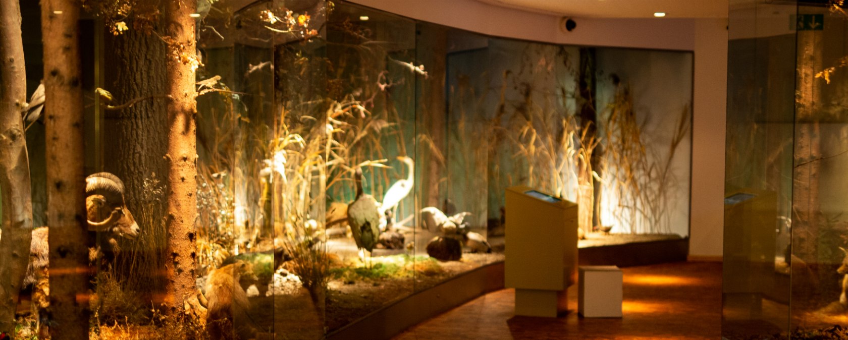 Im ersten Obergeschoss tummelt sich im Naturkundehaus die Tierwelt des heimischen Waldes, © Tourismus NRW e.V.