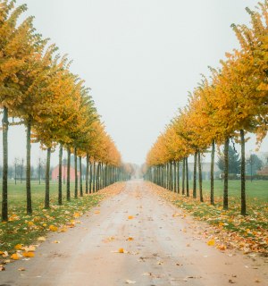 Herbstliche Allee am Niederrhein, © Johannes Höhn