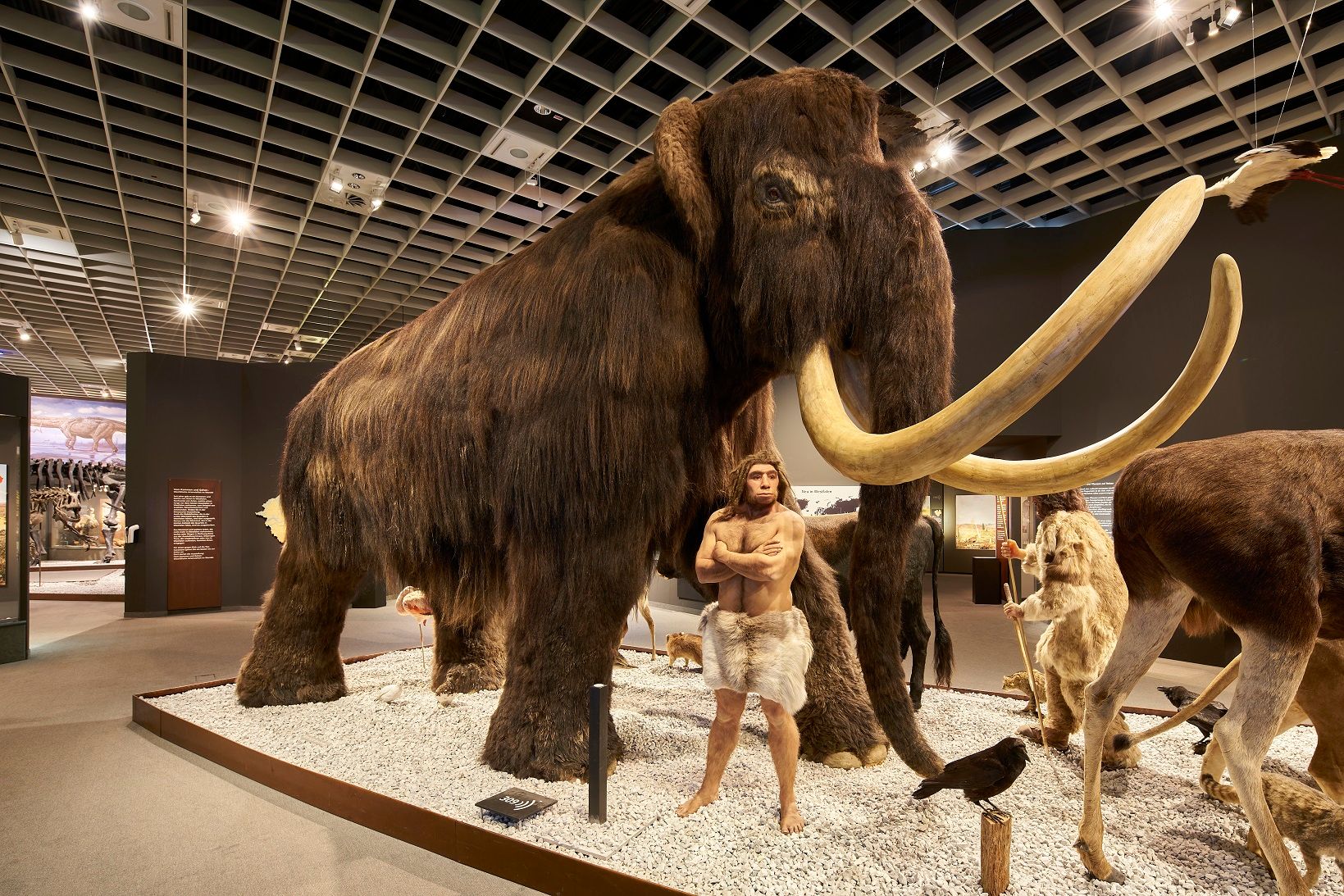 Gäste können in der urzeitlichen Ausstellung ein Mammut in voller Größe erleben