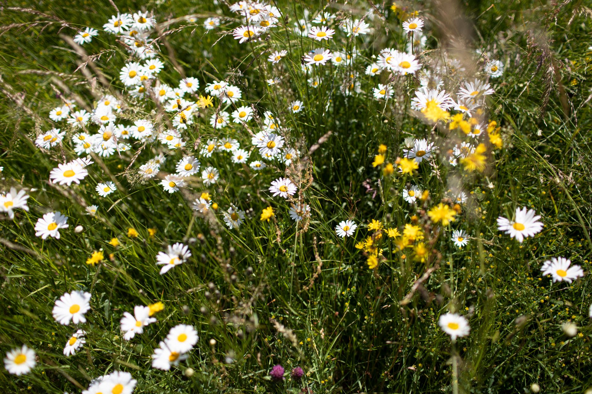 Kräuter und Blumen auf Wiese, Bergisches Land