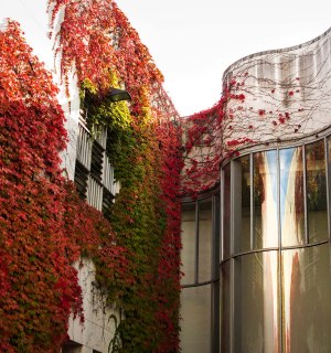 Aufnahme der Fassade mit Efeu der Bundeskunsthalle in Bonn, © Tourismus NRW e.V.