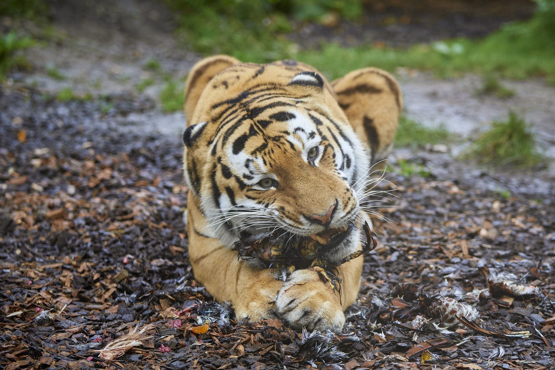 Tiger im Allwetterzoo Münster