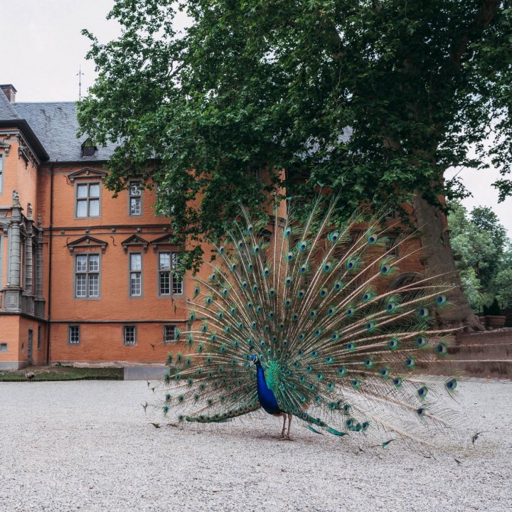 Außenansicht Schloss Rheydt mit Pfau in Mönchengladbach, © Johannes Höhn