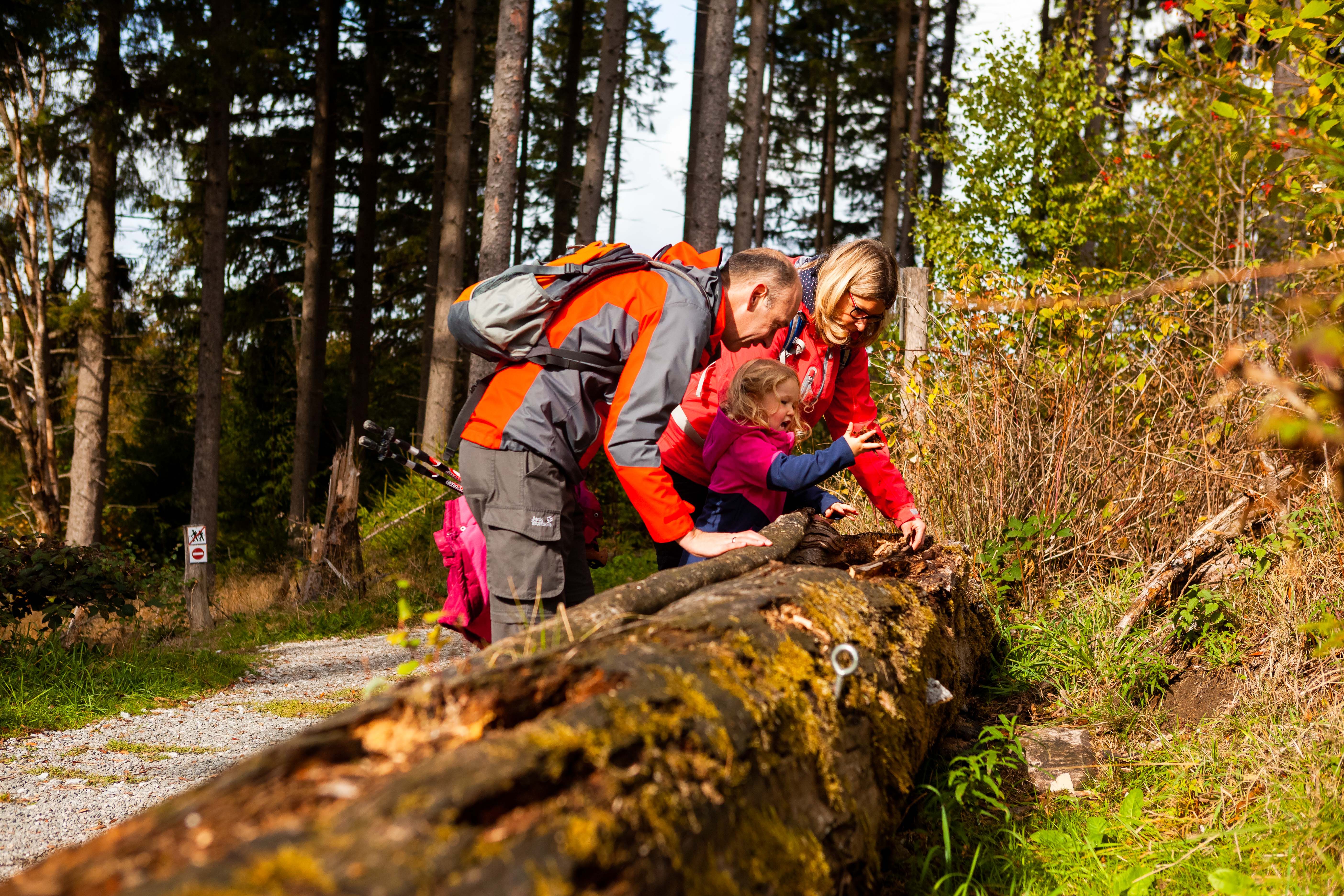 Waldfeenpfad in Brilon im Sauerland