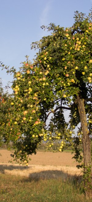 Apfelbaum im Spätsommer, © Rhein-Voreifel-Touristik e.V. 