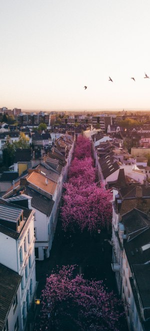 Kirschblütenbäume in der Altstadt in Bonn, © Johannes Höhn
