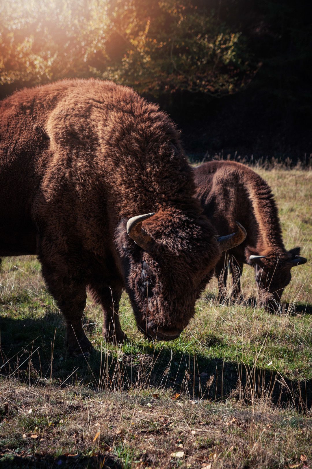 Wisent Wild Schaugehege