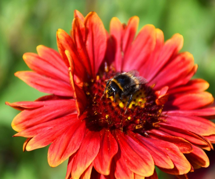 Biene auf einer Blume, © Nina Meise