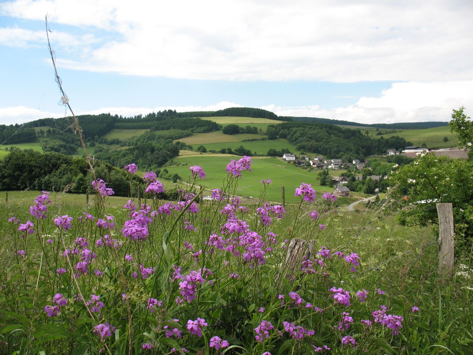 Blick auf Berg und Tal mit Wiese und Wald