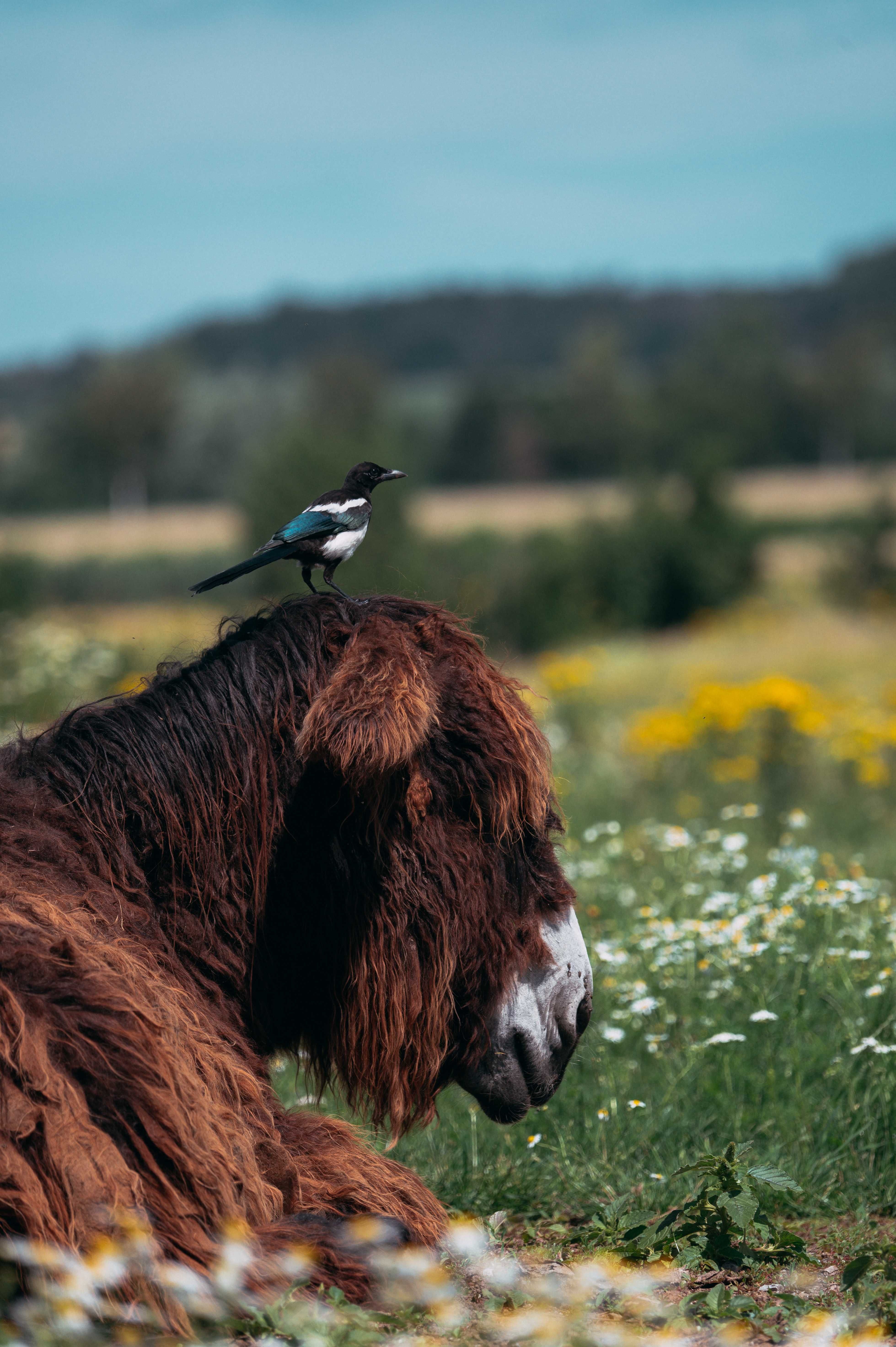 Tiere Steverauen Olfen