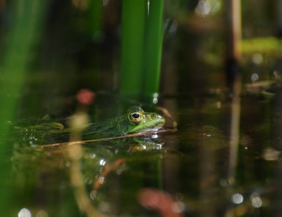 Frosch im Birgeler Urwald, © Naturpark Schwalm-Nette