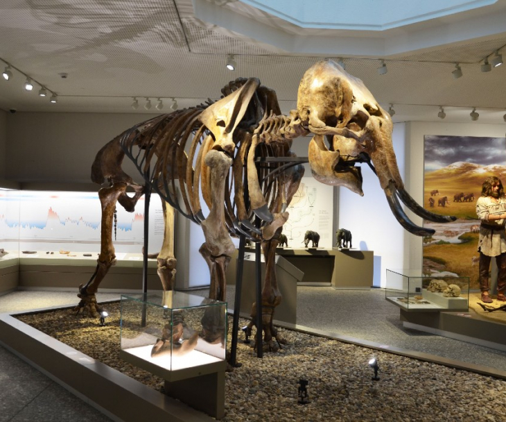 Mammut, © Naturmuseum Dortmund
