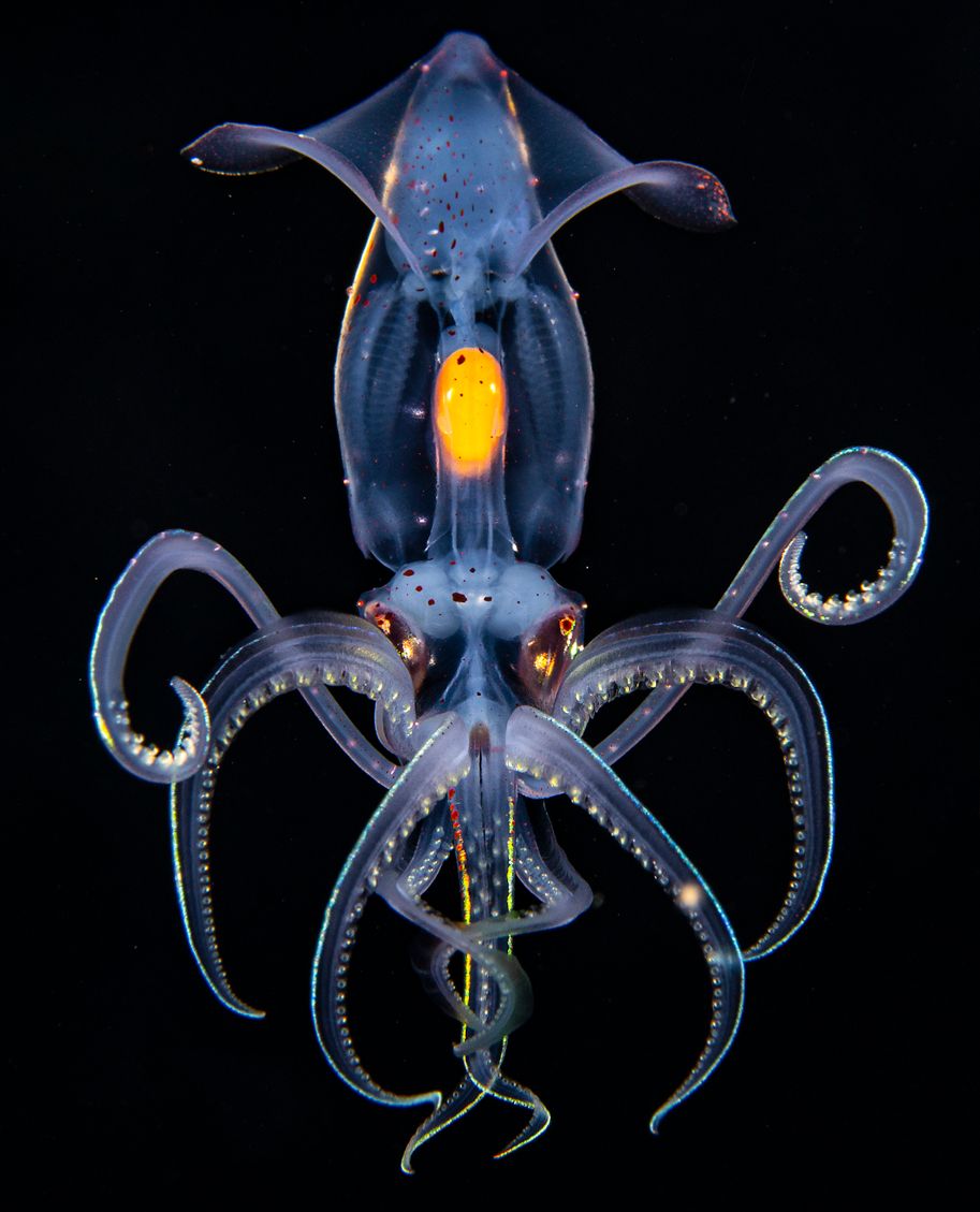 Die Fotografin Simone Matucci konnte einen Spitzohren-Enope-Tintenfisch im Meer ablichten