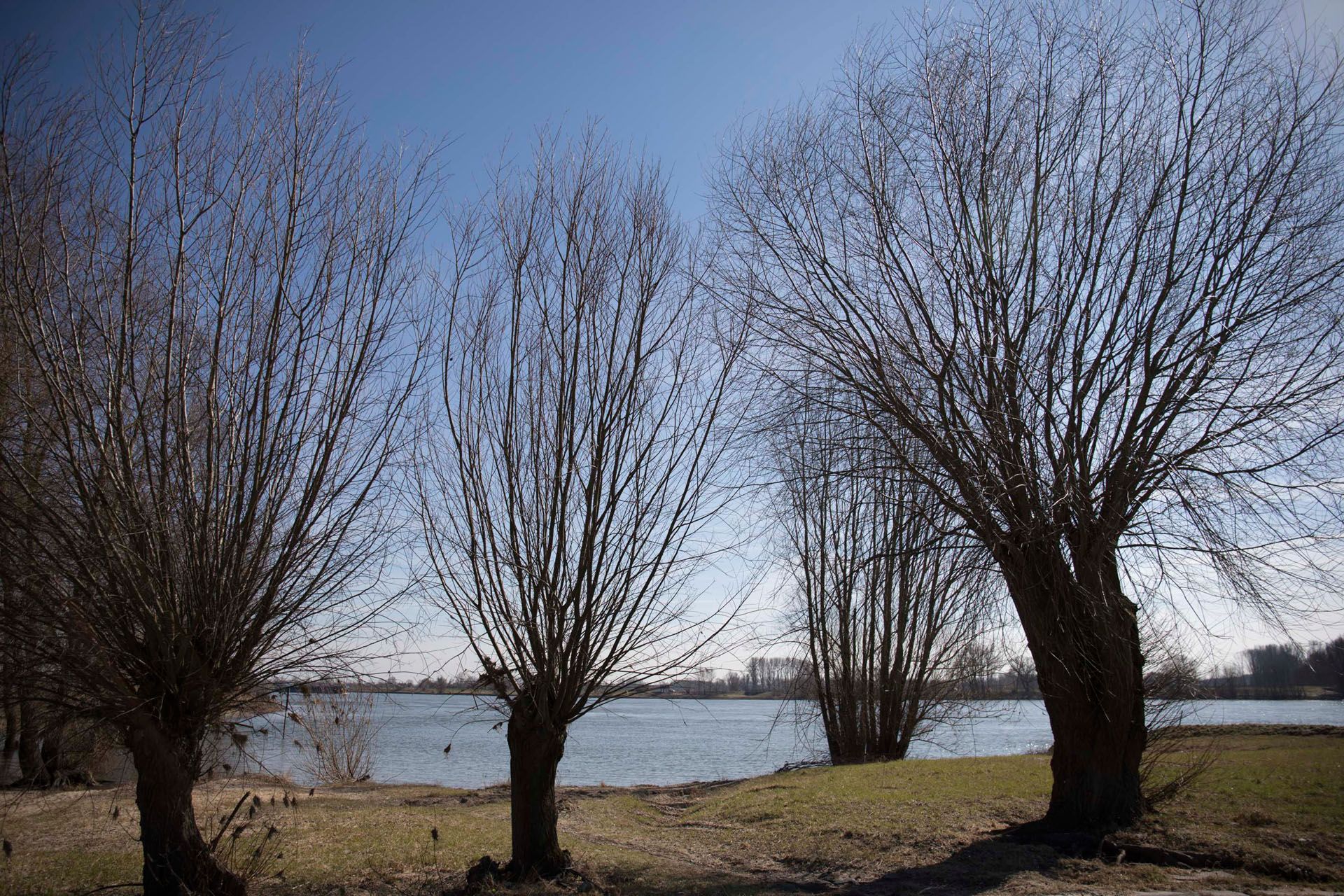 Kopfweiden am Niederrhein